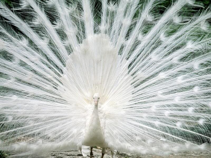 White Peacock Displaying — Serene, Photograph, Feathers, Bird