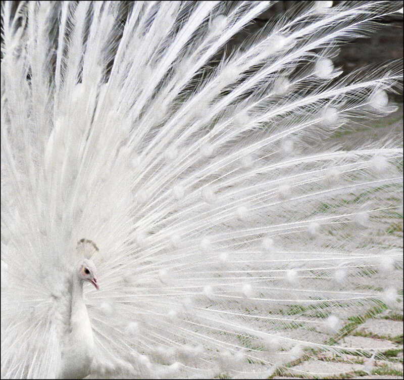 White Peacock Displaying — Serene, Photograph, Feathers, Ground
