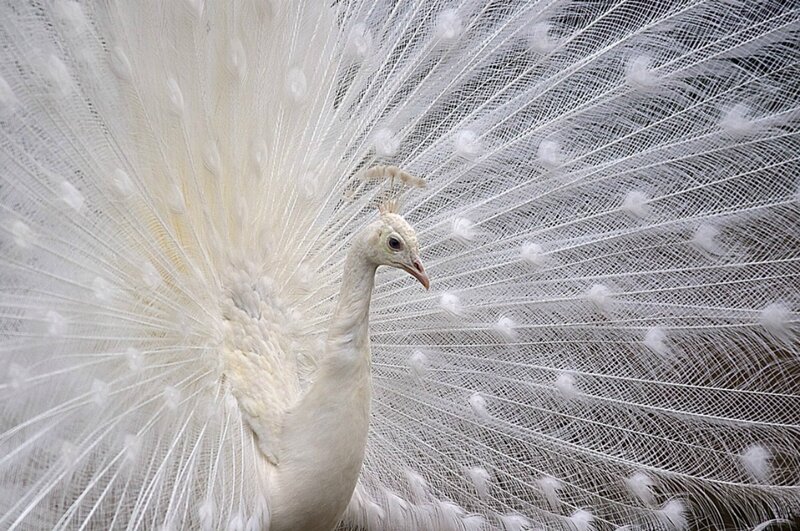 White Peacock Displaying — Serene, Photograph, Feathers, Head