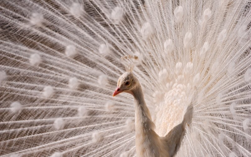 White Peacock Displaying — Serene, Photograph, Feathers
