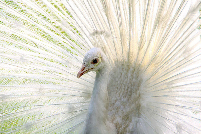 White Peacock Displaying — Serene, Photograph