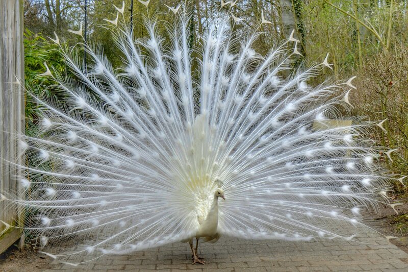 White Peacock Displaying — Serene, Spring