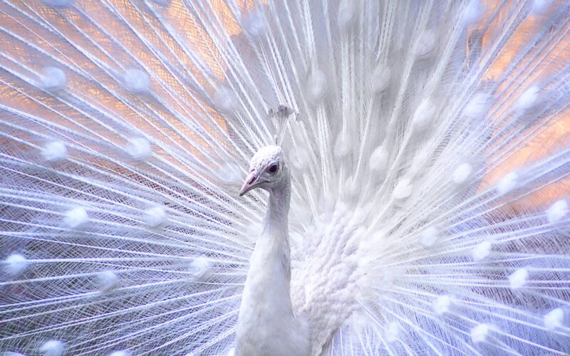 White Peacock Displaying — Serene, Sunset, Photograph