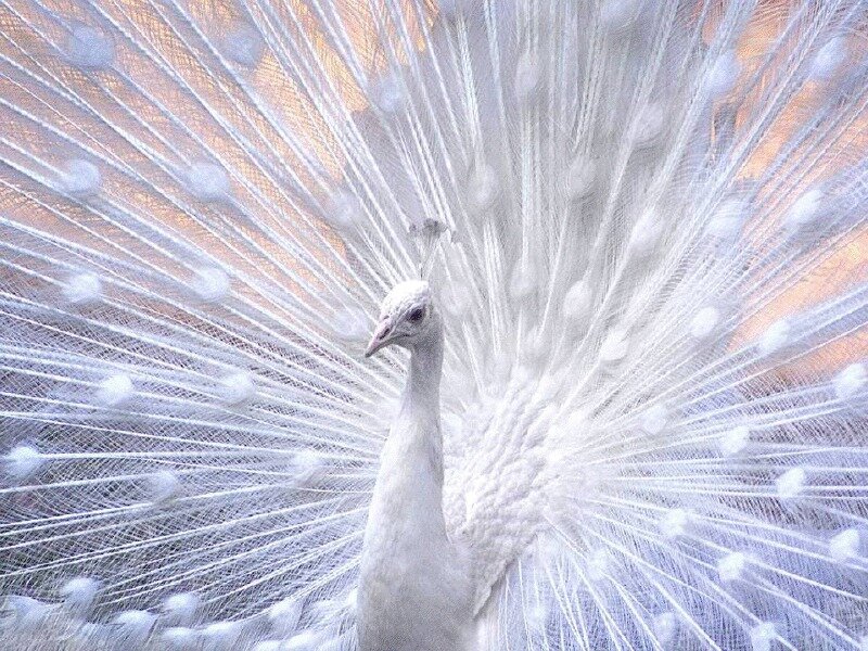 White Peacock Displaying — Serene, Sunset
