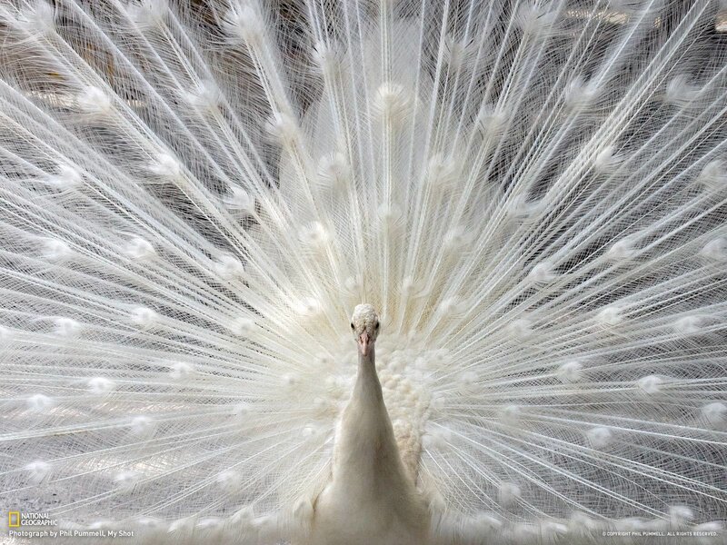 White Peacock Displaying — Serene