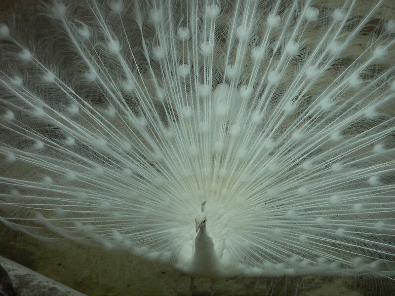 White Peacock Displaying Tail — Calm