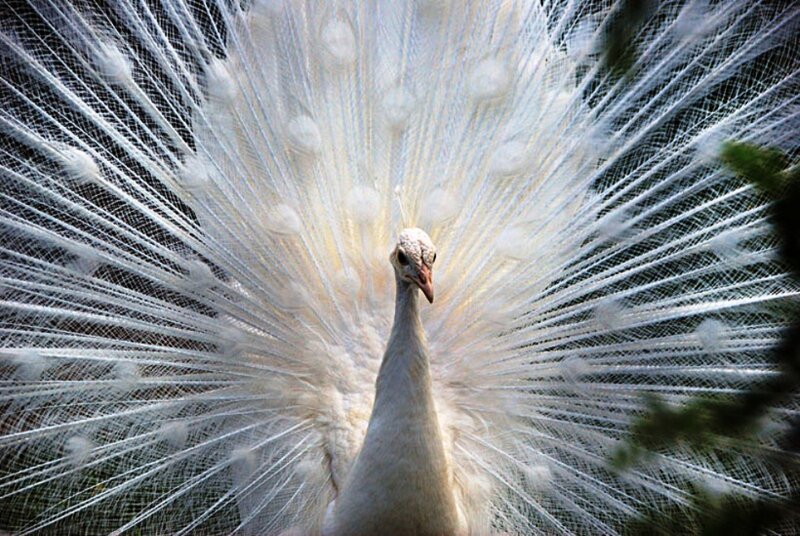White Peacock Displaying Tail — Dramatic