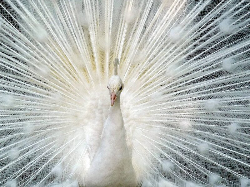 White Peacock Displaying Tail