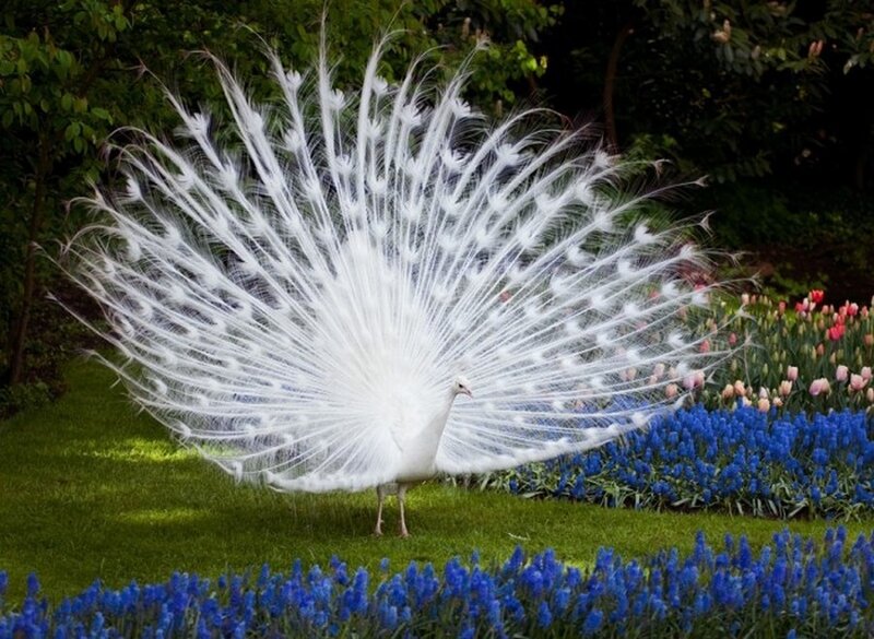 White Peacock Displaying