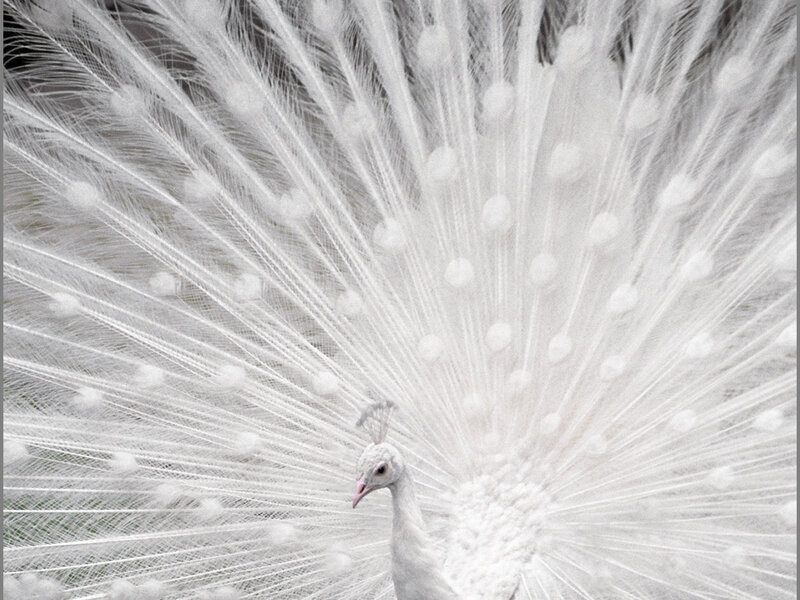 White Peacock Fanning Tail — Serene, Photograph