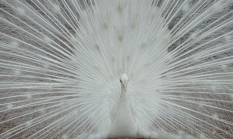 White Peacock Fanning Tail — Serene