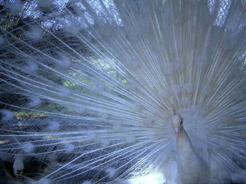 White Peacock Fanning Tail