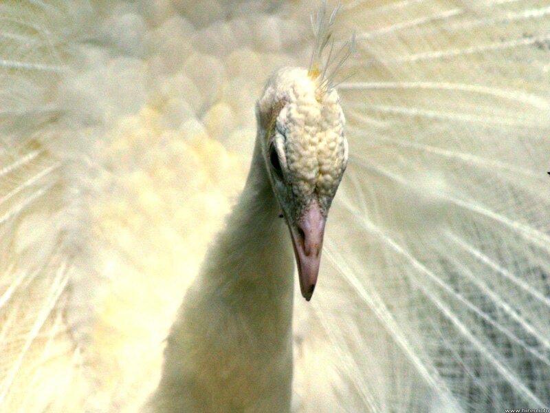 White Peacock Head