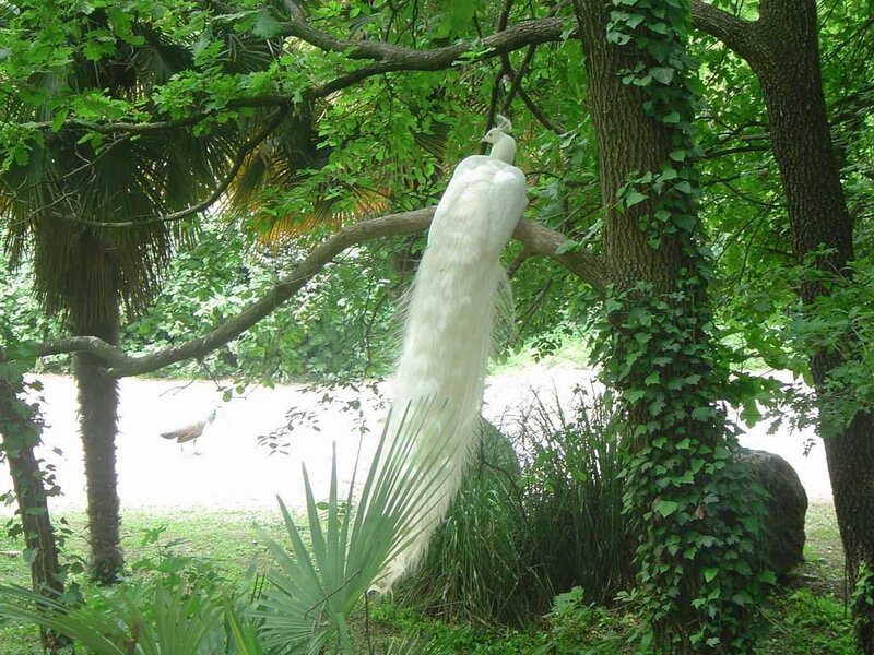 White peacock in a tree