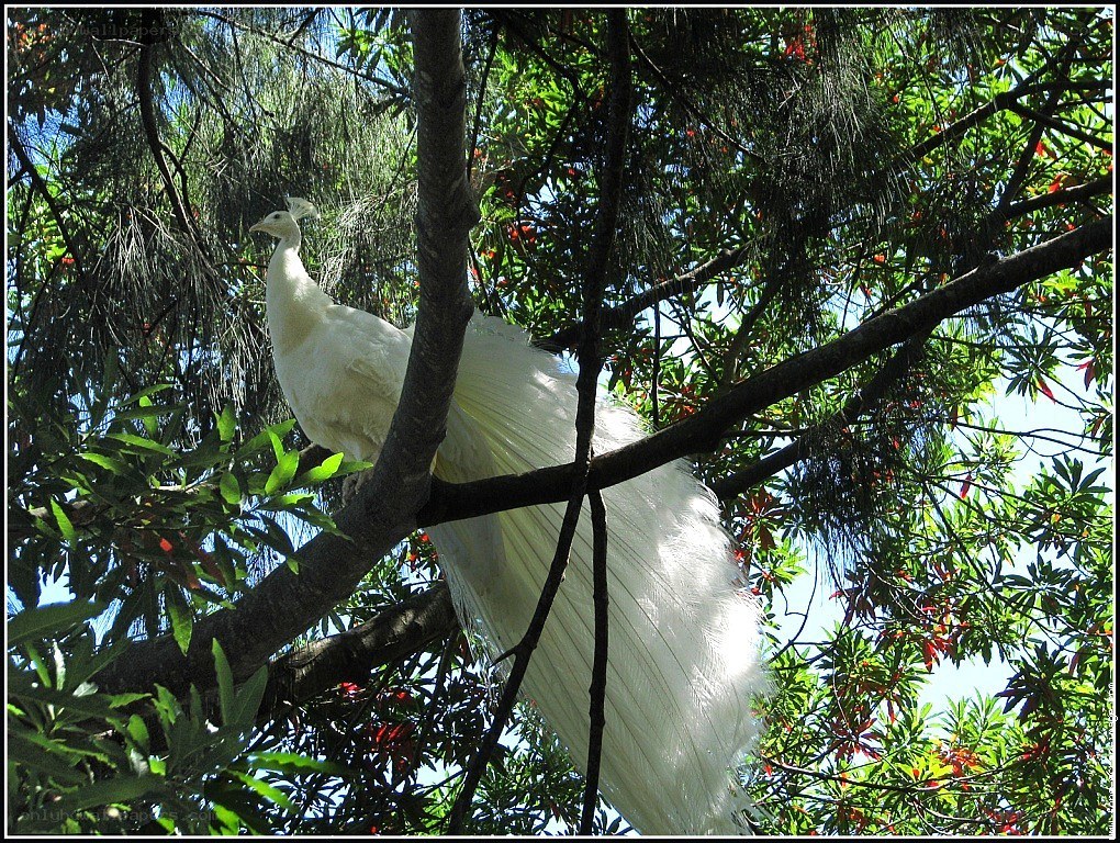 White peacock in a tree