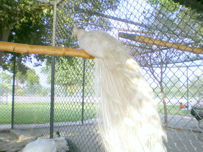White peacock in an enclosure