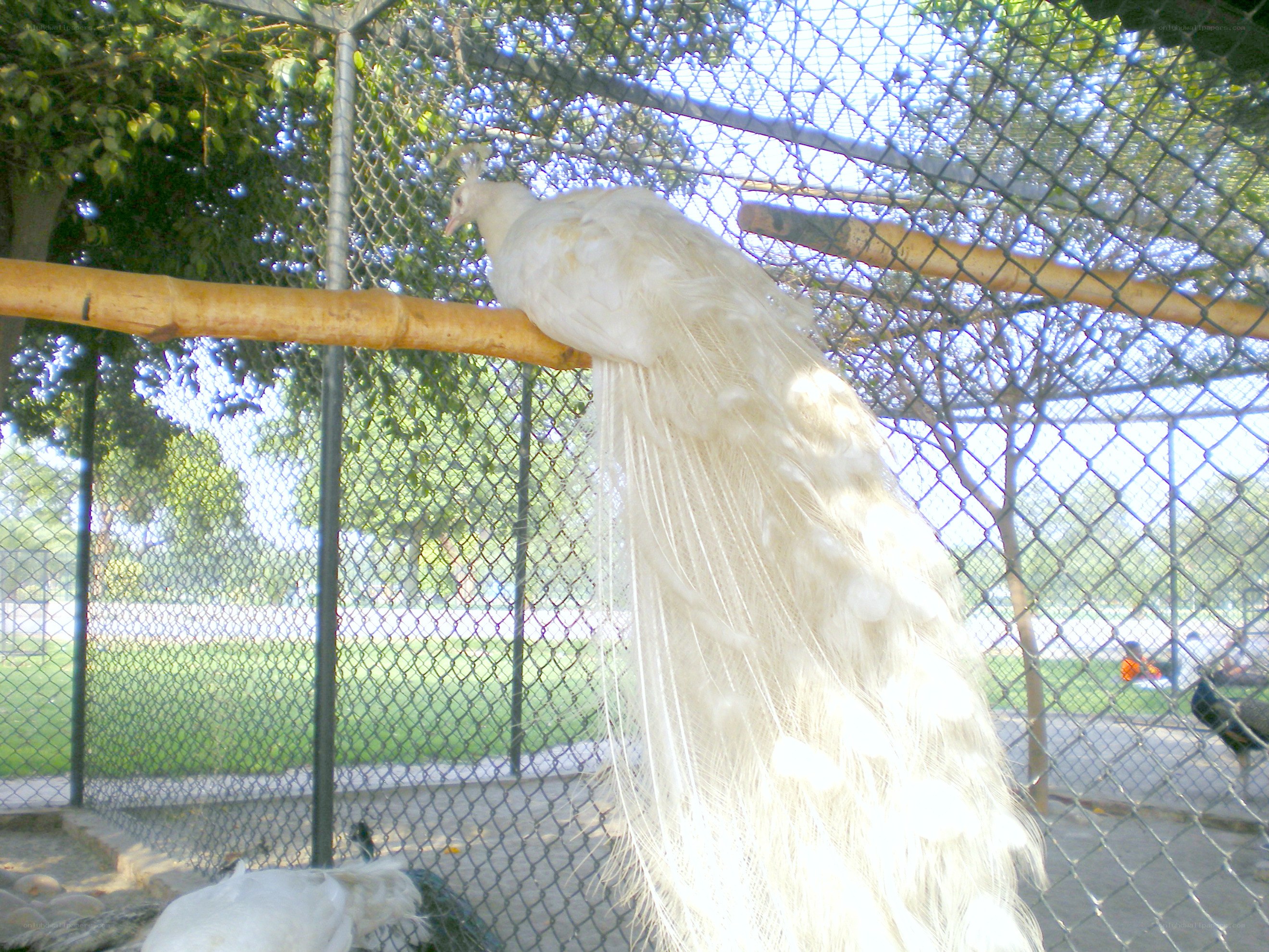 White peacock in an enclosure