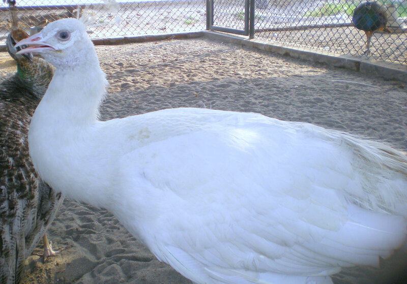 White peacock in enclosure