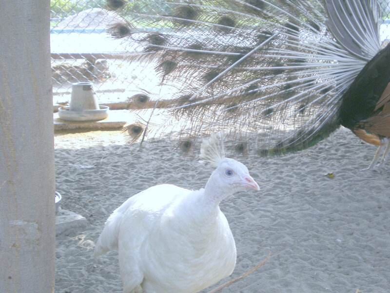 White peacock in enclosure