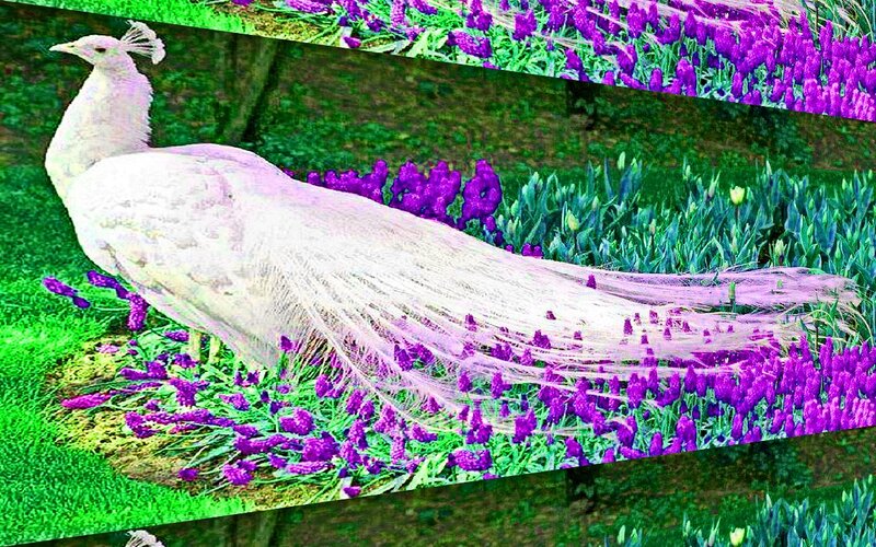White Peacock in Flowers