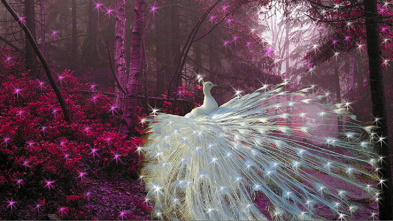 White Peacock in Forest — Purple