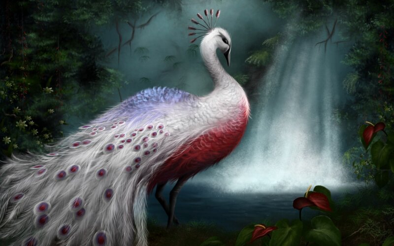 White Peacock in Forest — Serene