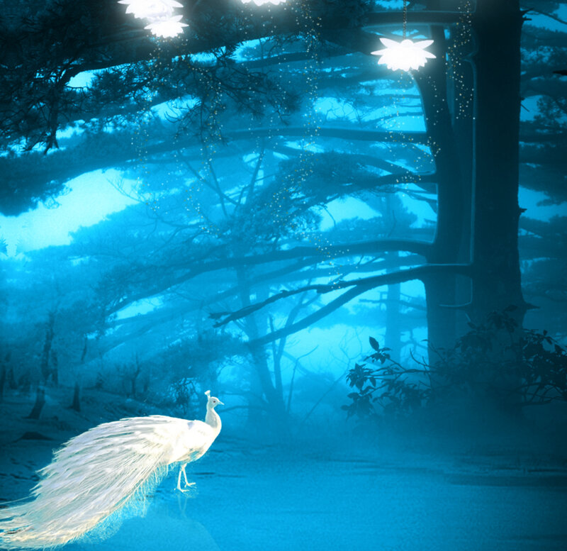 White Peacock in Forest