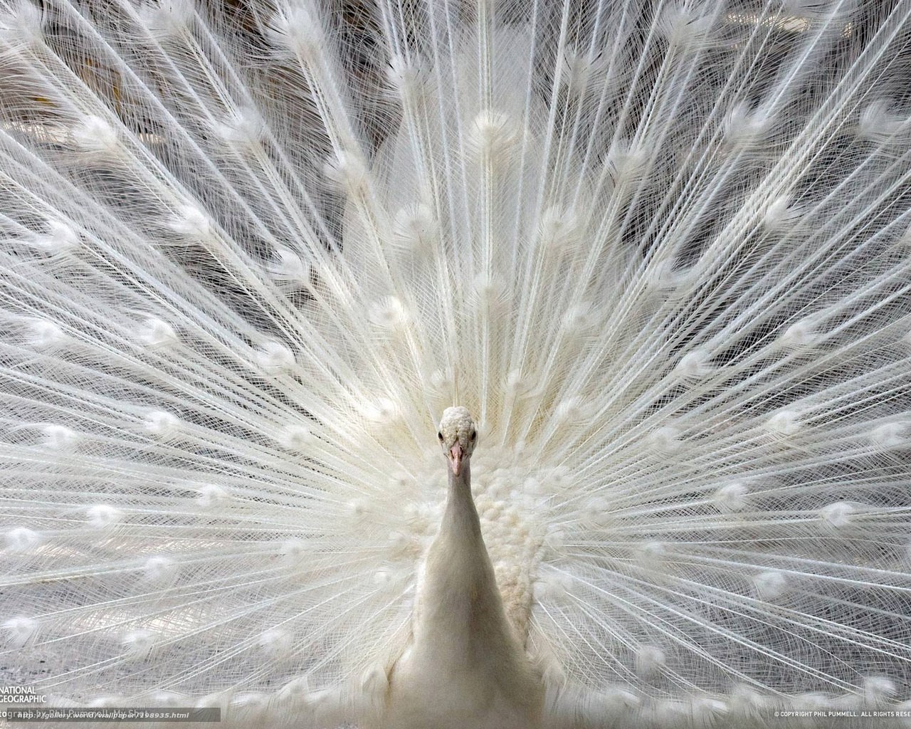 White peacock in full display