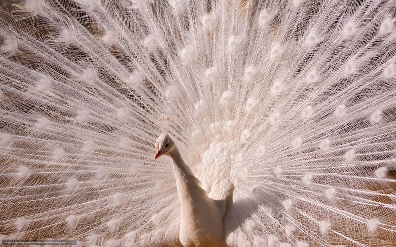 white peacock in full display
