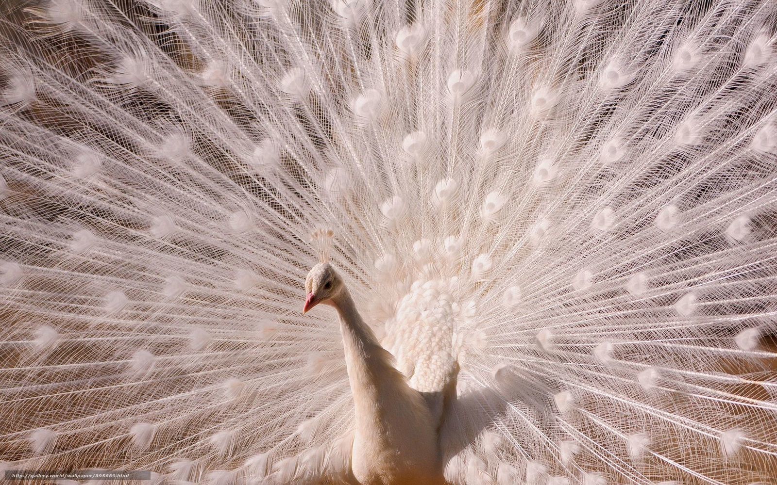 white peacock in full display