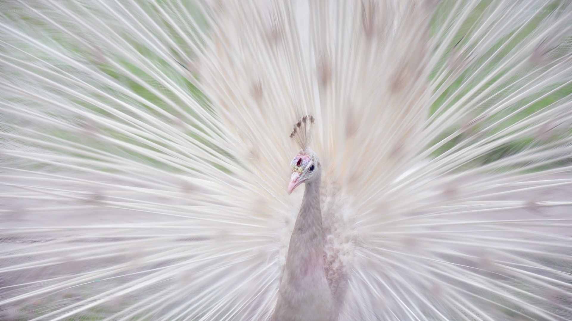 white peacock in full display