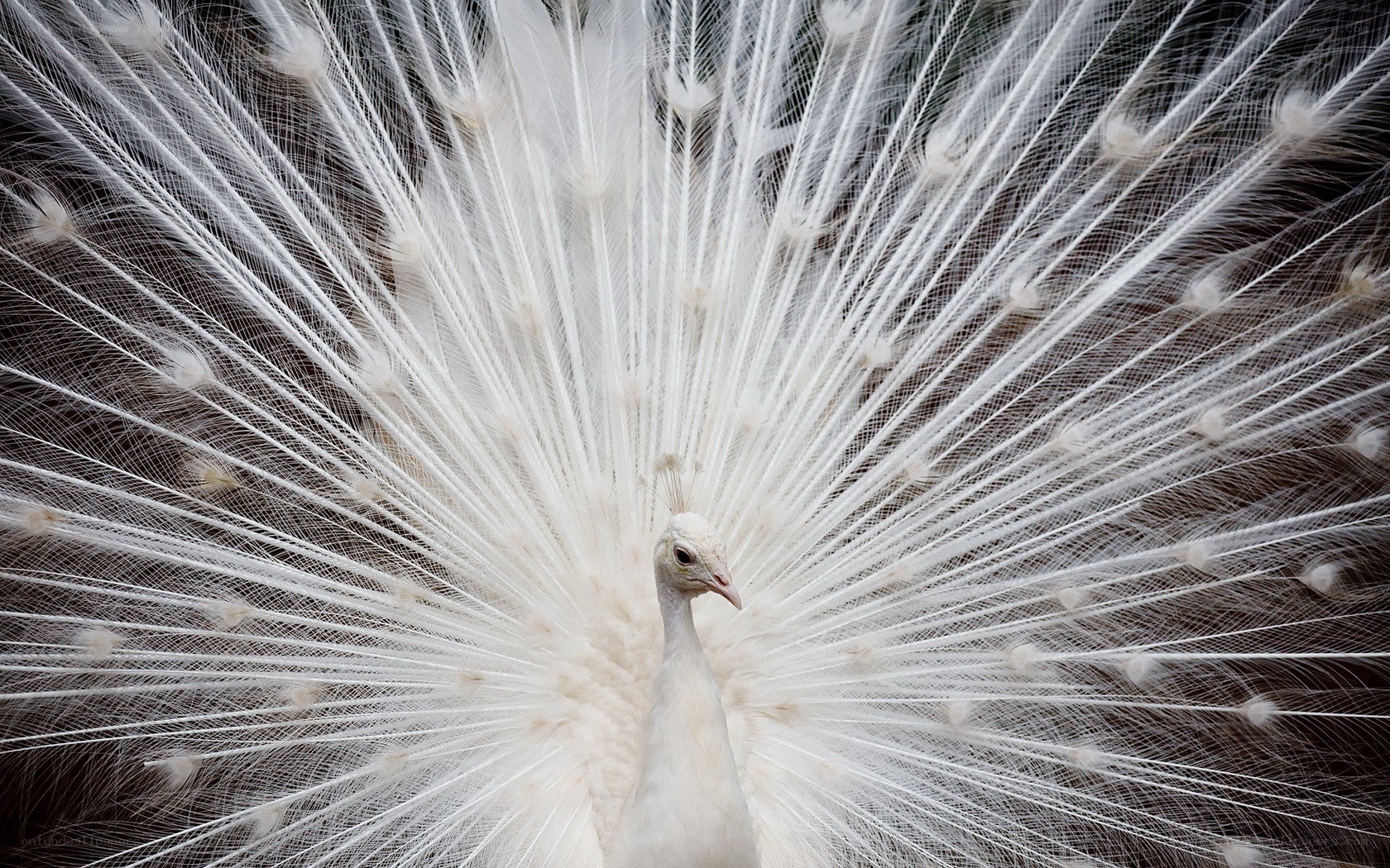 white peacock in full display