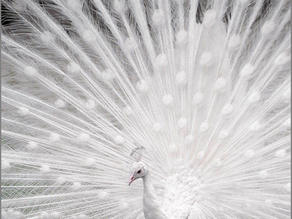 white peacock in full display