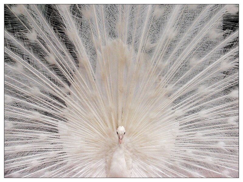 white peacock in full display