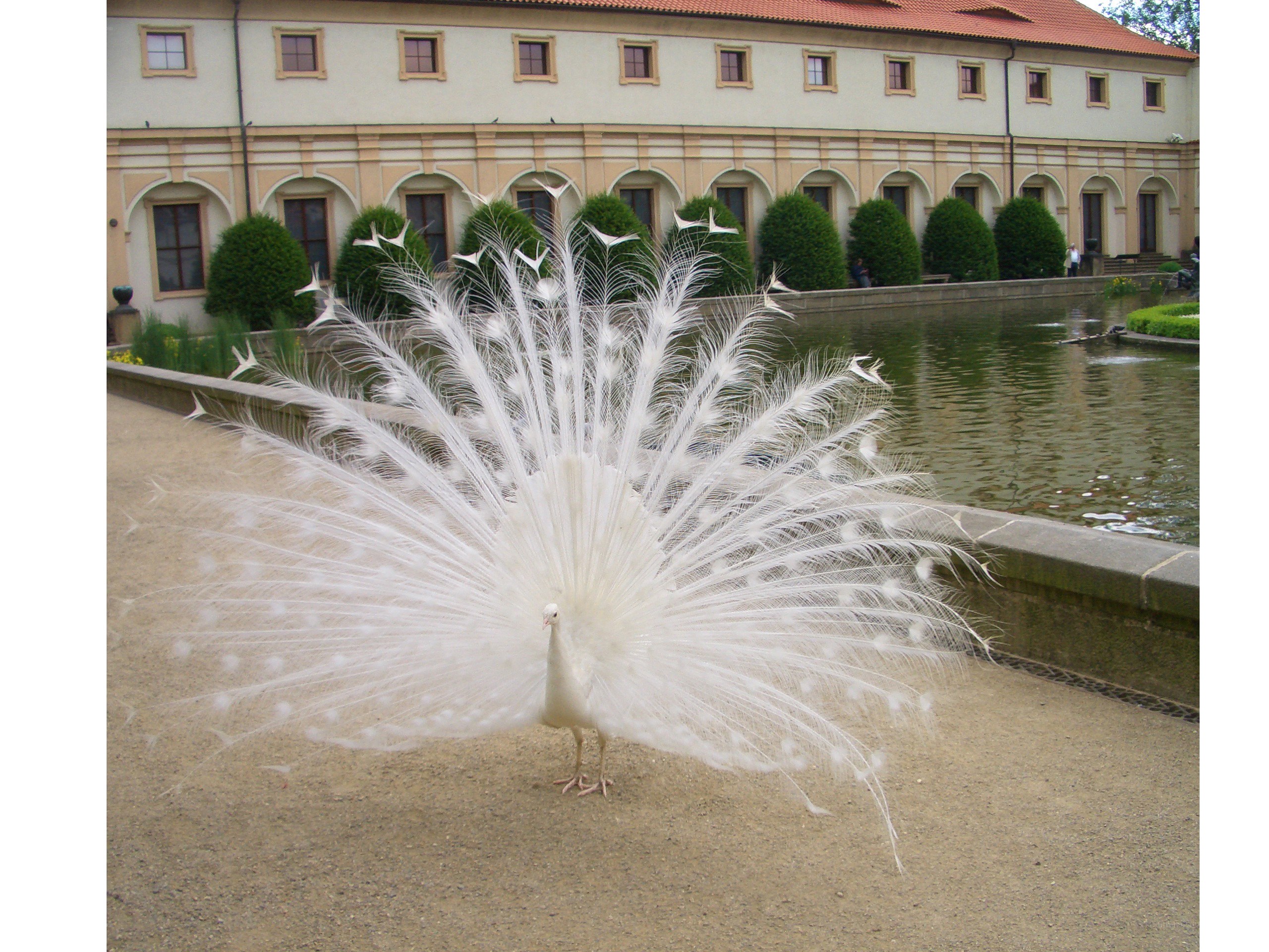 White peacock in garden