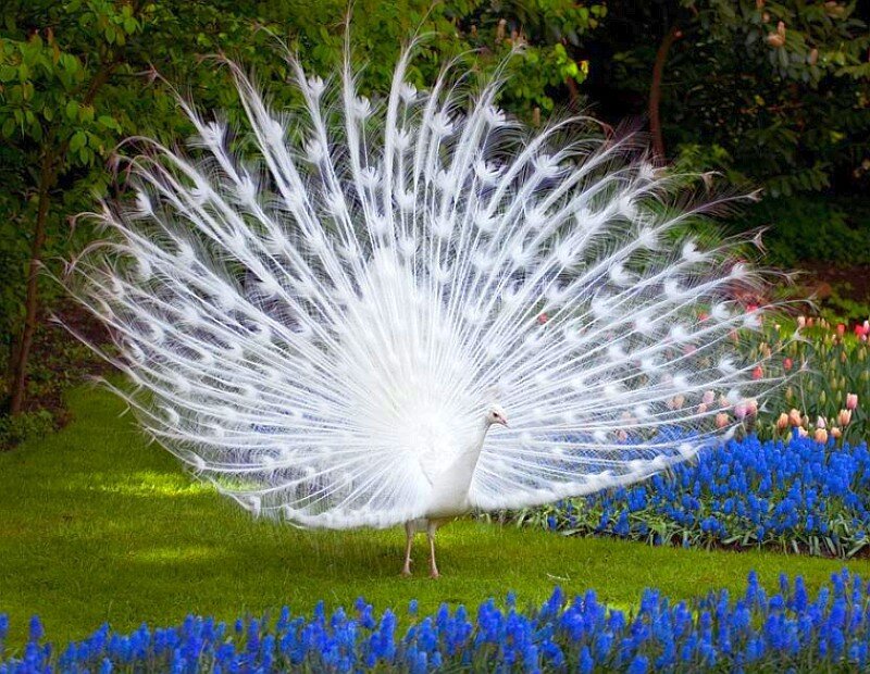 White peacock in garden