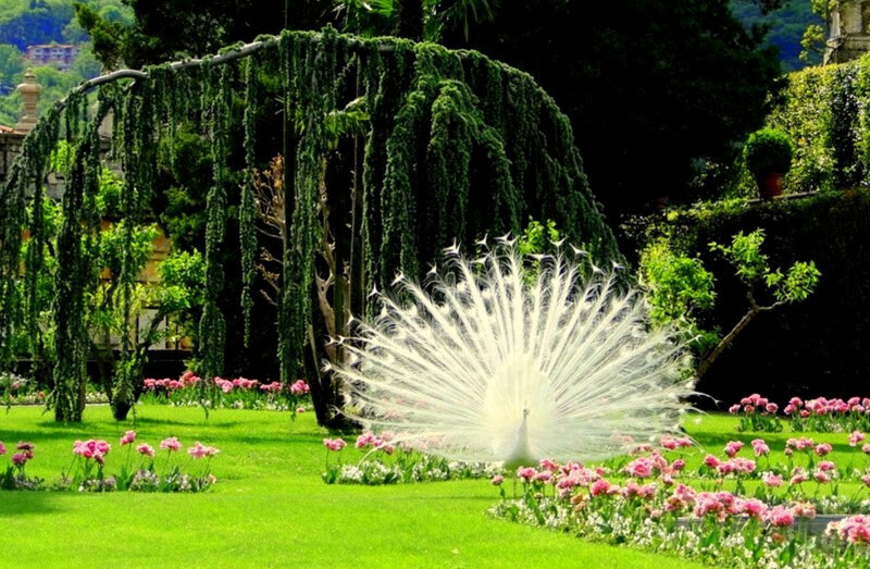 White peacock in garden