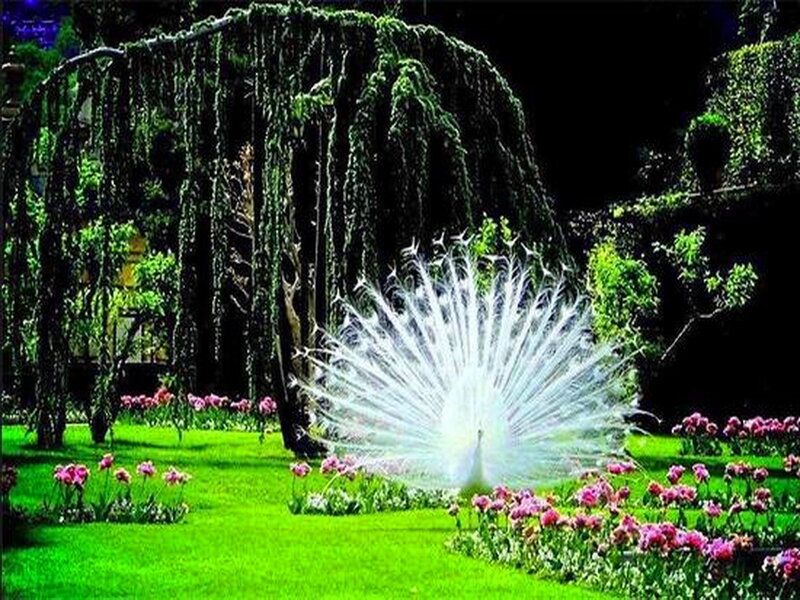 White Peacock in Garden — Green, Serene, Afternoon