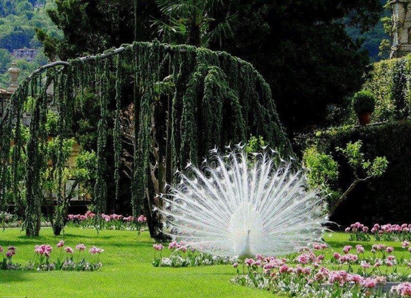White Peacock in Garden — Green, Serene