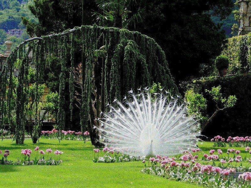 White Peacock in Garden — Green