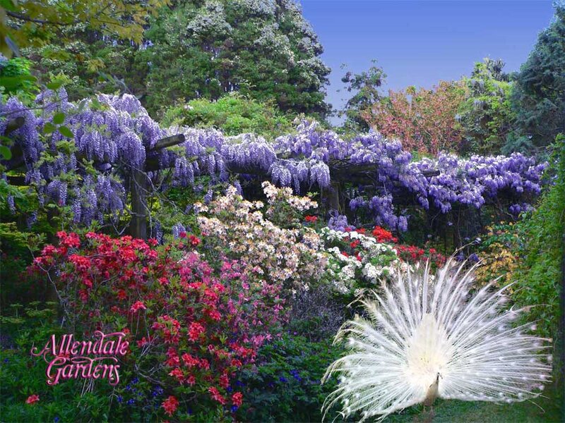 White Peacock in Garden — Purple