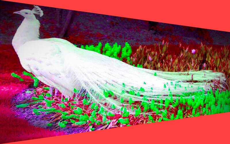 White Peacock in Garden — Red