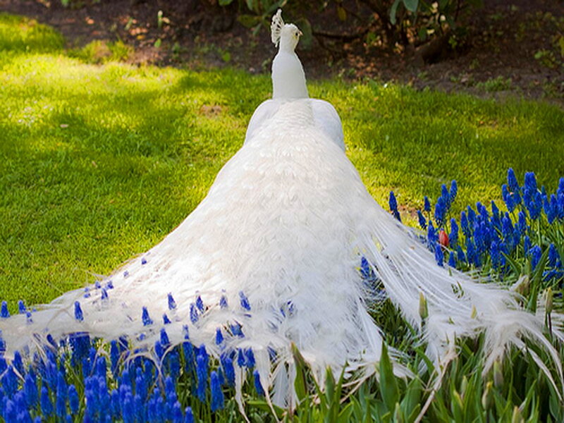 White Peacock in Garden — Serene, Afternoon, Photograph