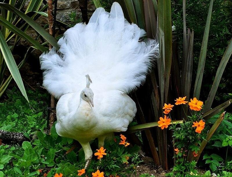 White Peacock in Garden — Serene, Afternoon