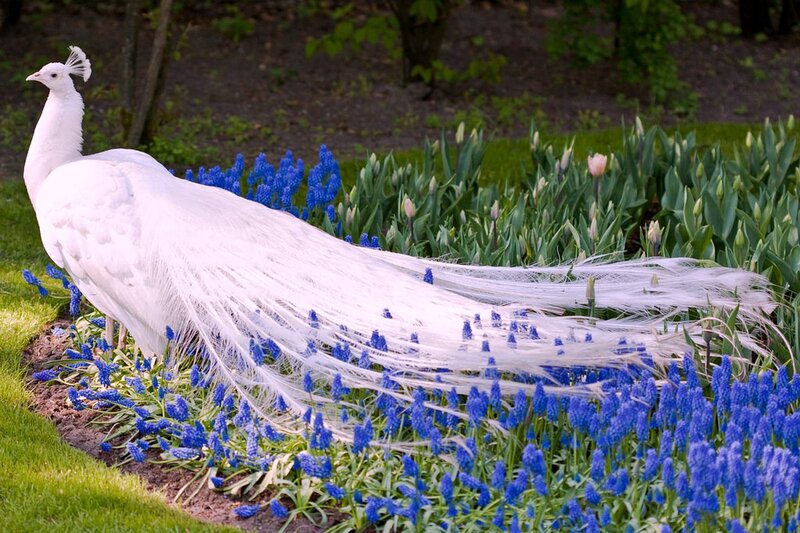 White Peacock in Garden — Serene, Spring, Photograph, Blue Flowers, Green Grass