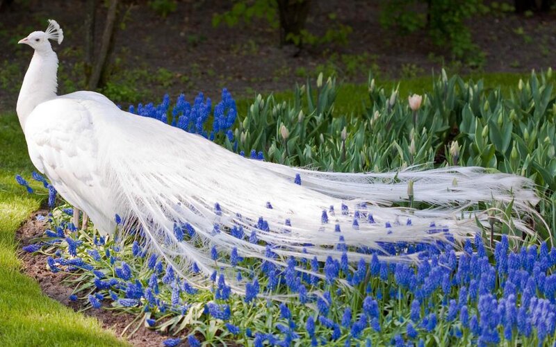 White Peacock in Garden — Serene, Spring, Photograph