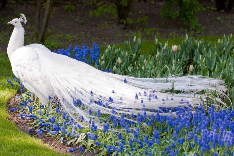 White Peacock in Garden — Serene, Spring