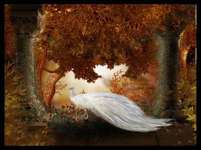 White Peacock in Garden — Serene
