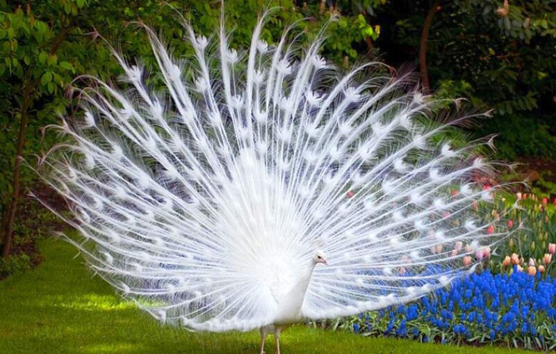 white peacock in garden