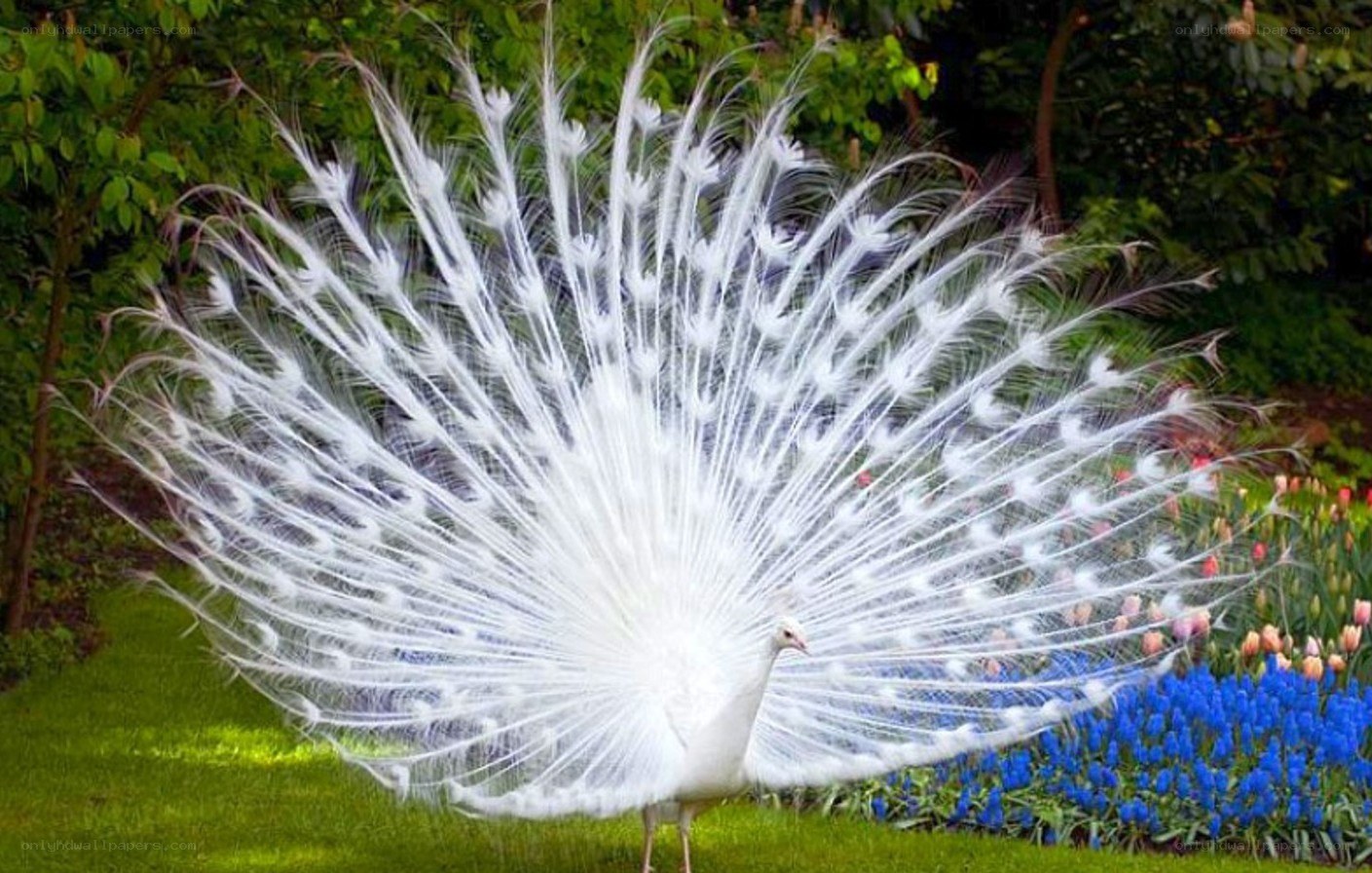 white peacock in garden